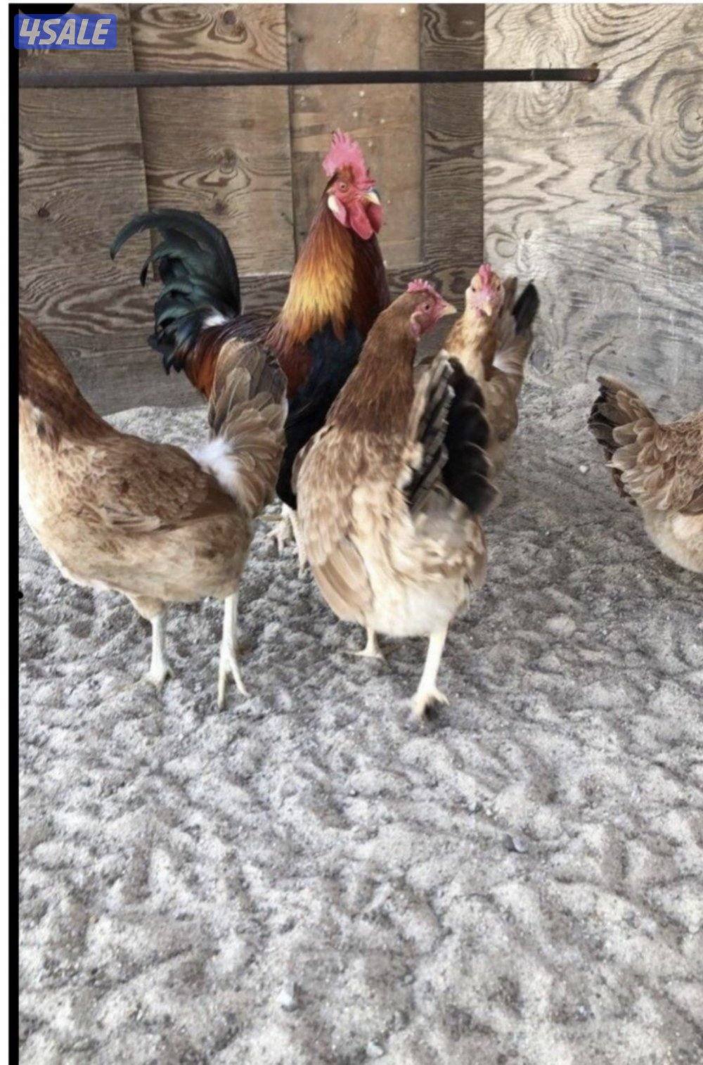 للبيع بيض دجاج عربي ترثه قديمه دم صافي1