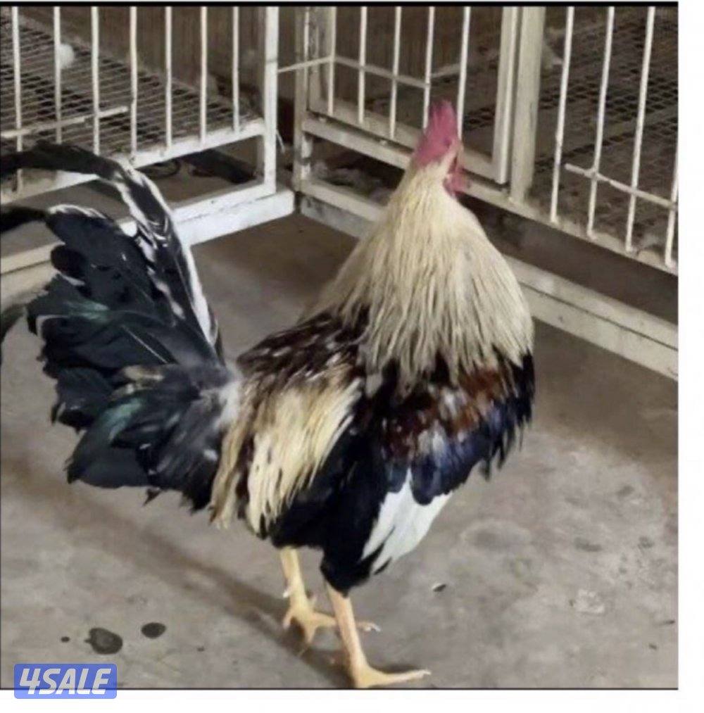 للبيع بيض دجاج عربي ترثه قديمه دم صافي3