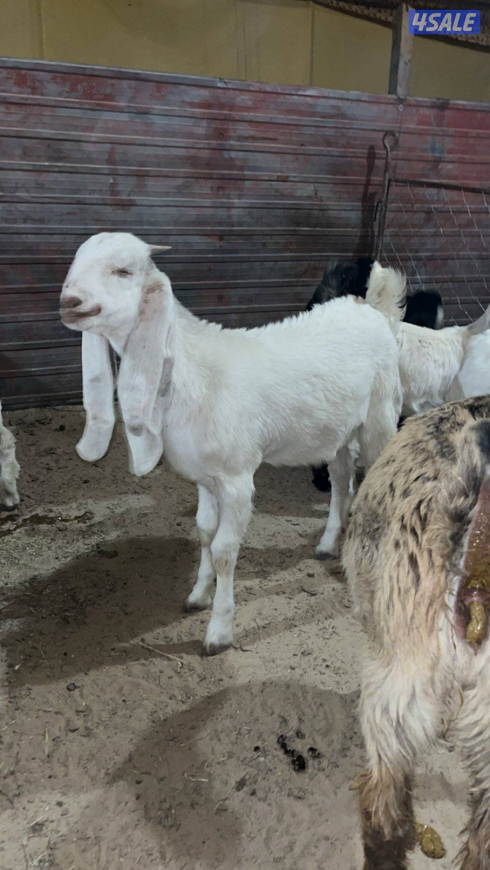 للبيع تيوس محليه0