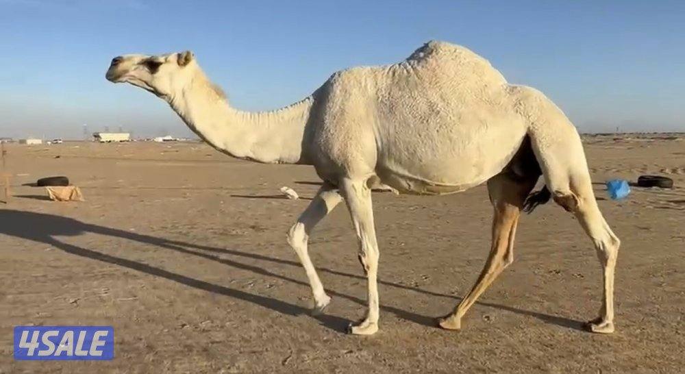 للبيع وضحا طيبه معشر اول الوقت سلم وصحاه0