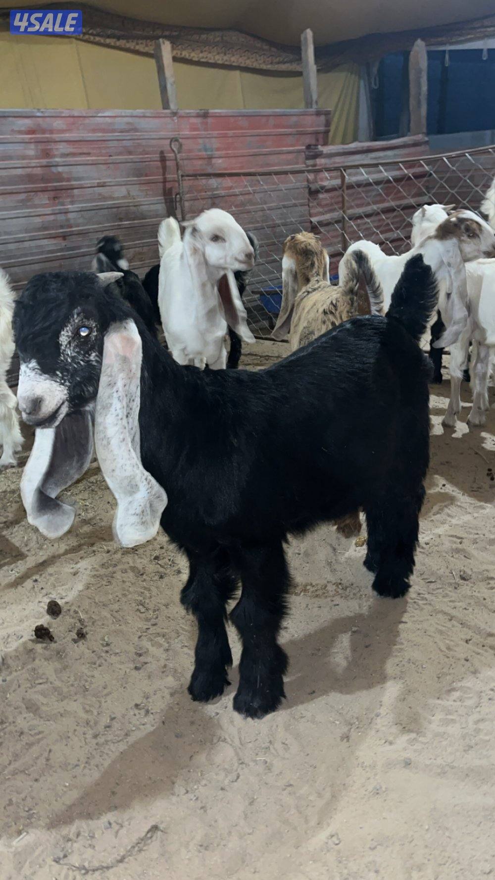 للبيع تيوس محليه2