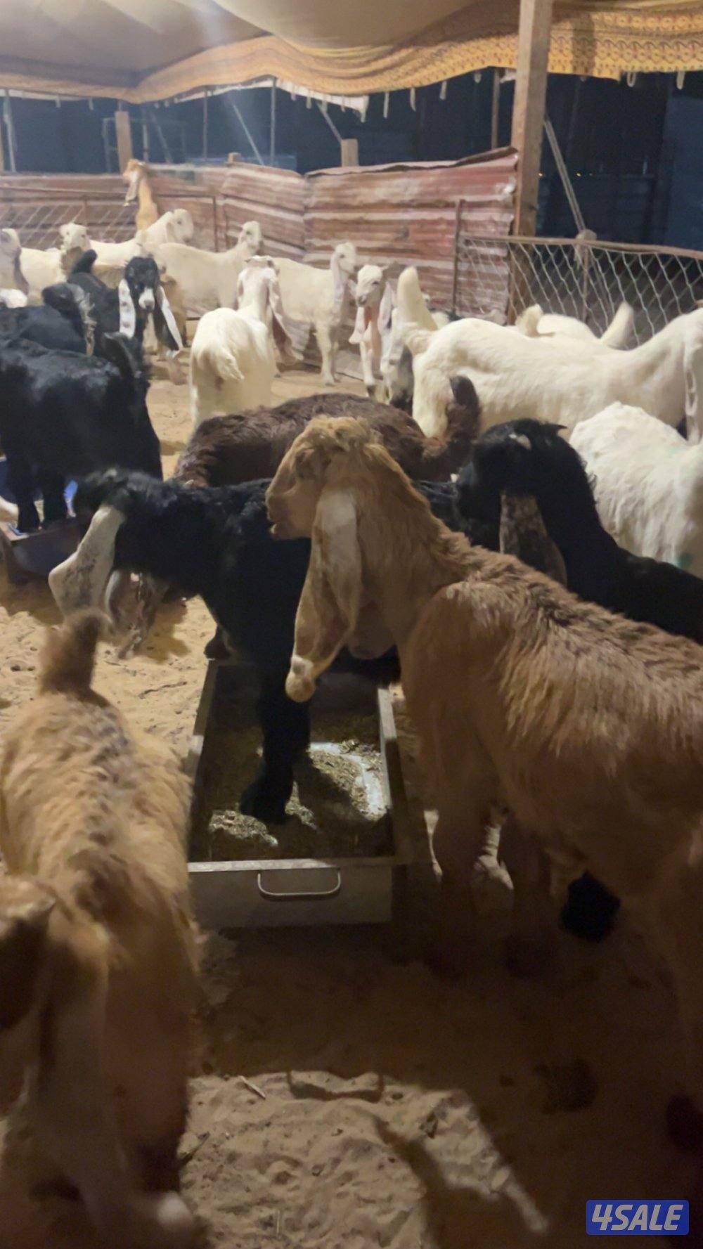 للبيع تيوس محليه3