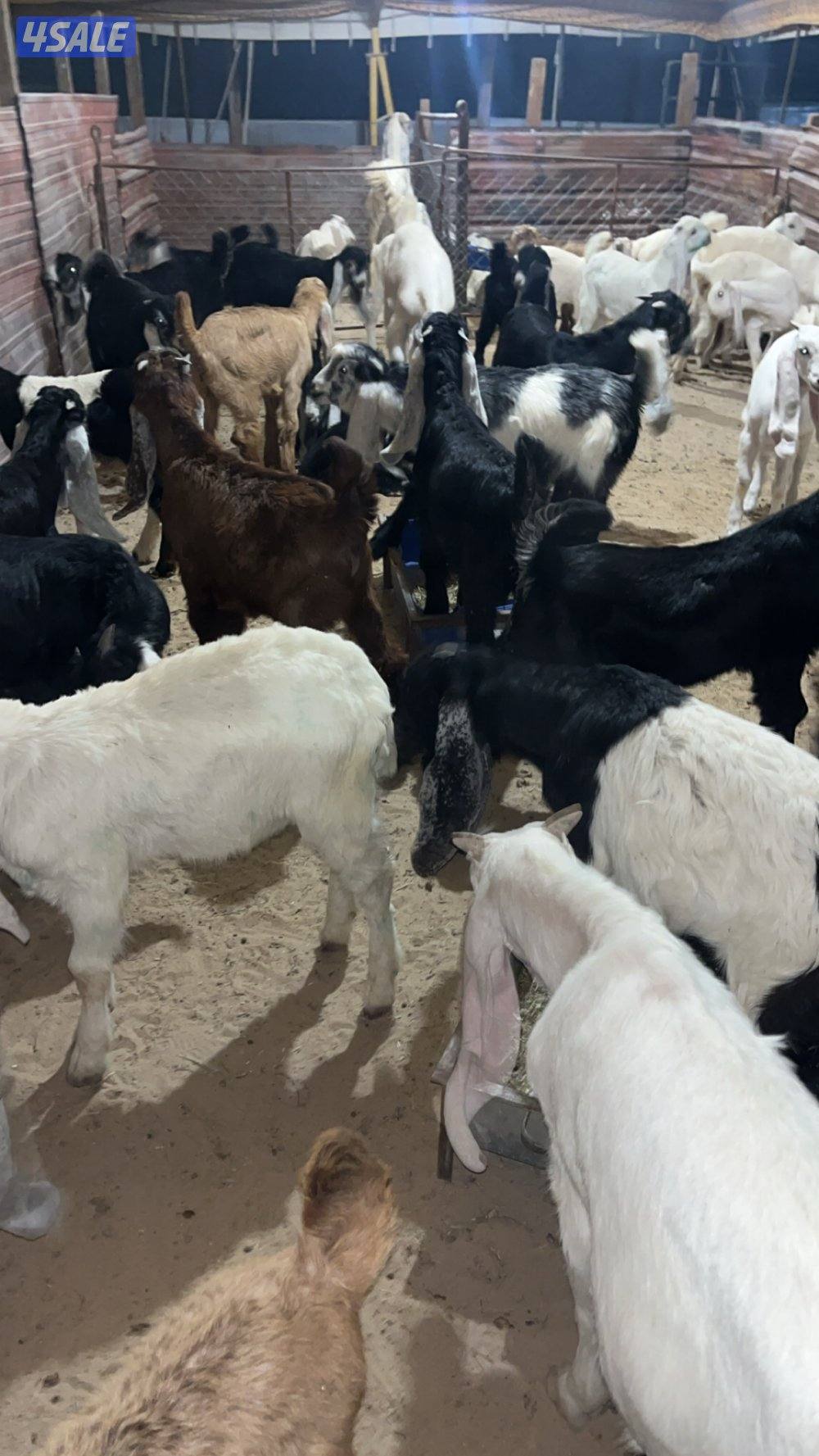 للبيع تيوس محليه5