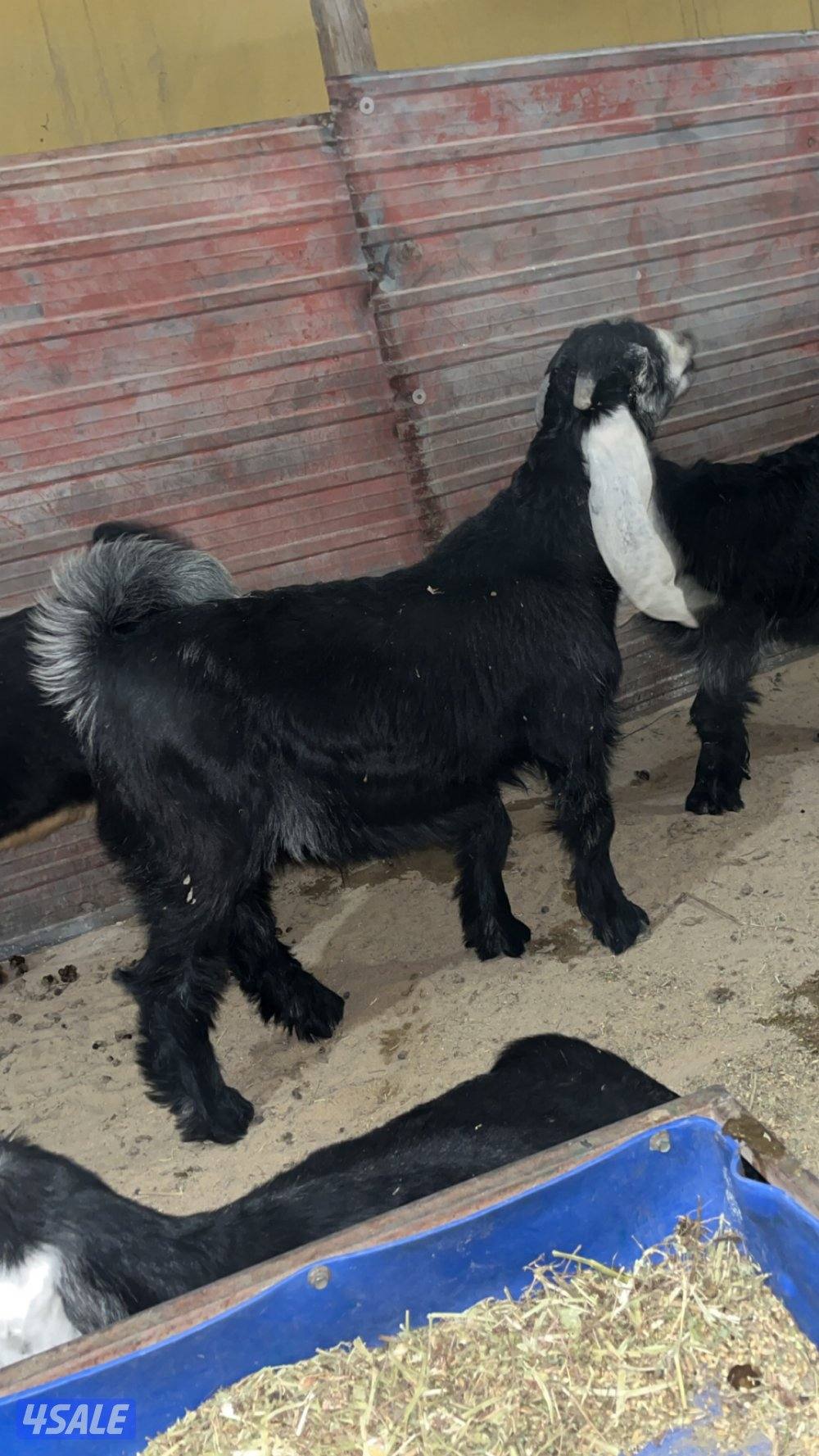 للبيع تيوس محليه4