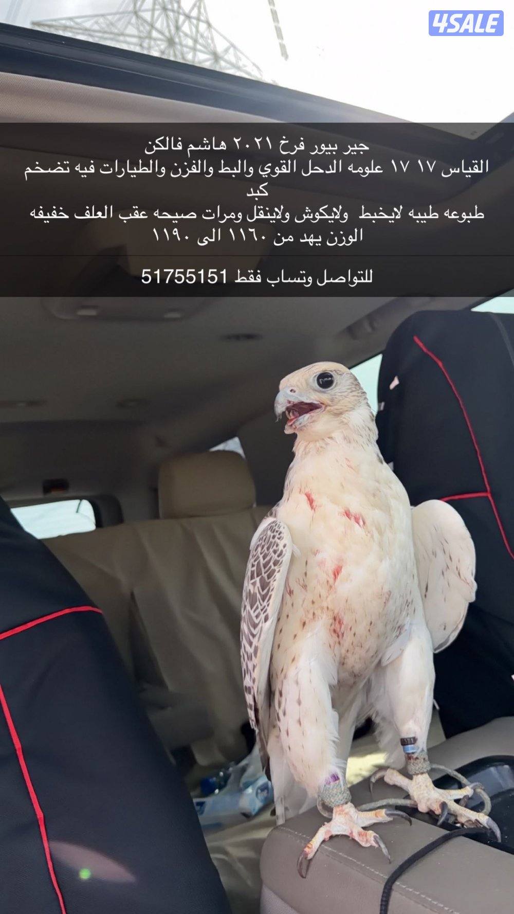 للبيع جير بيور1