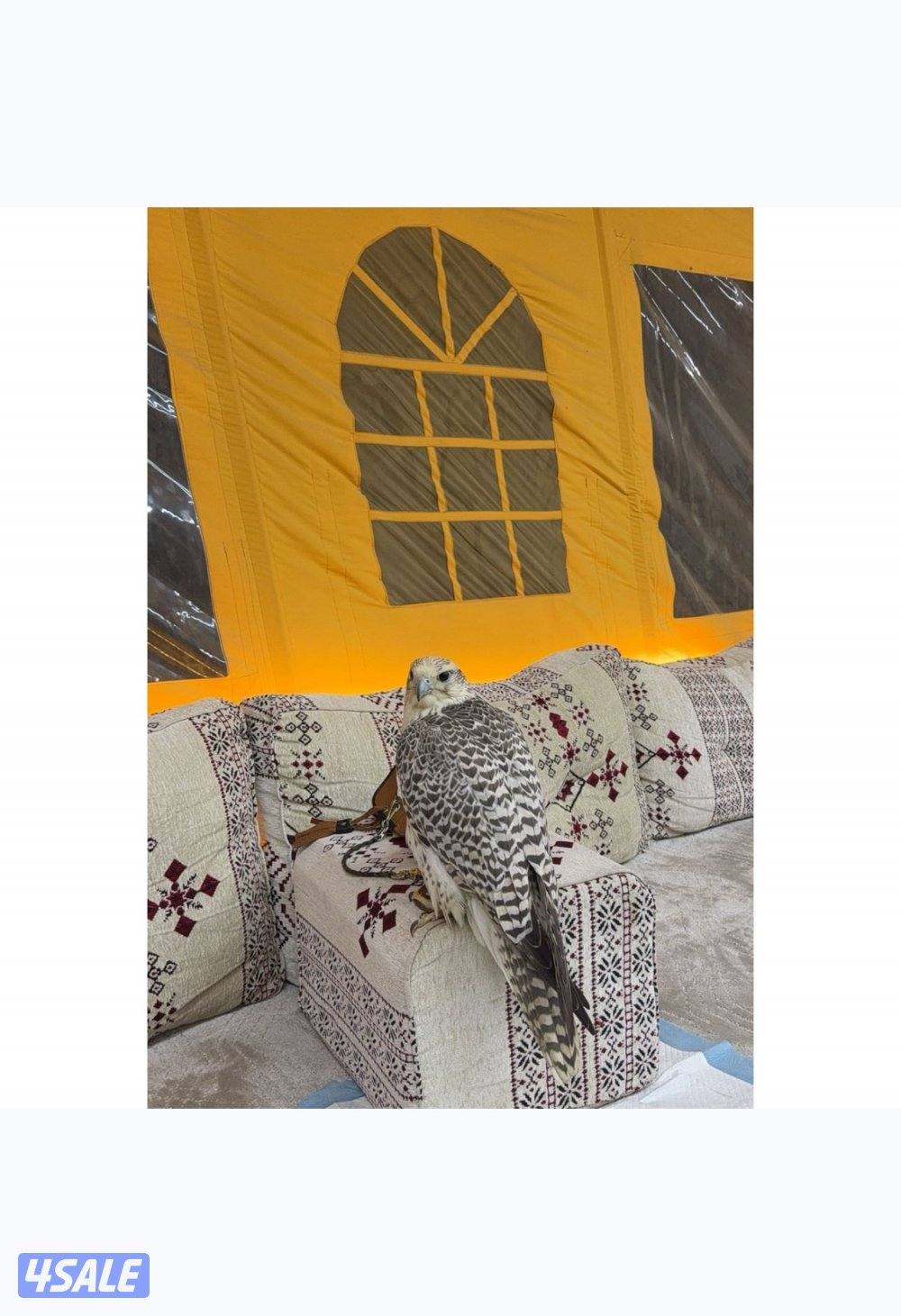 للبيع جير بيور3