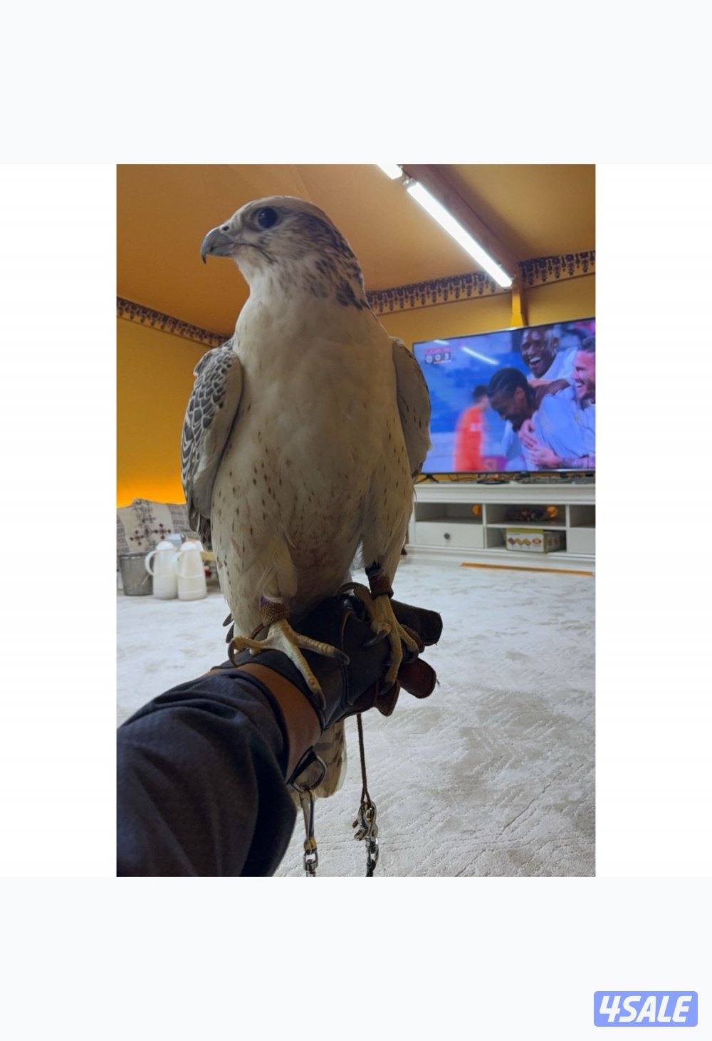 للبيع جير بيور2