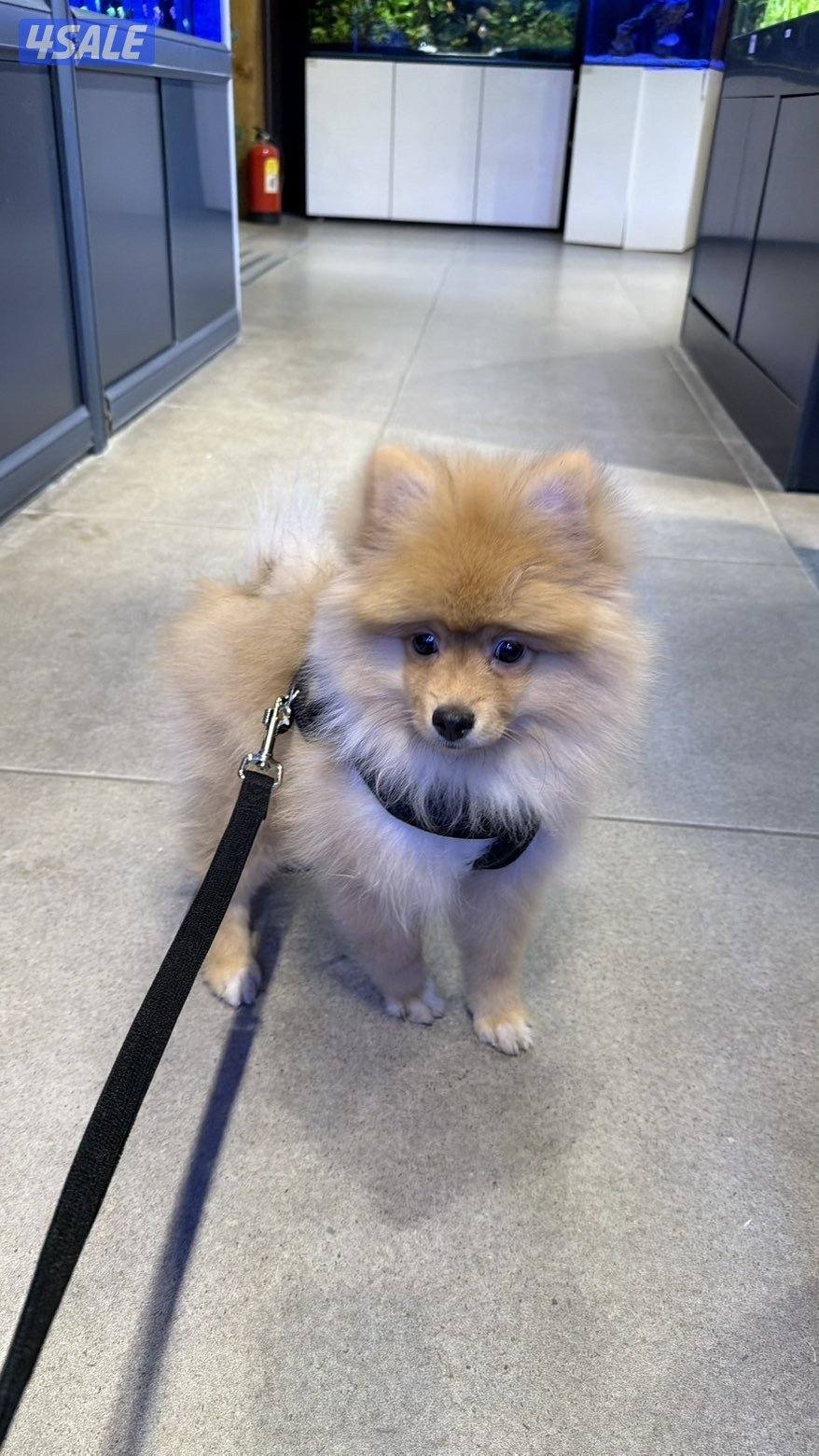 بومرينيان Teddy Bear Pomeranian 😍0