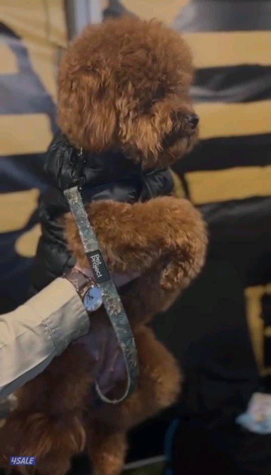 للبيع نثيه توي بودل0