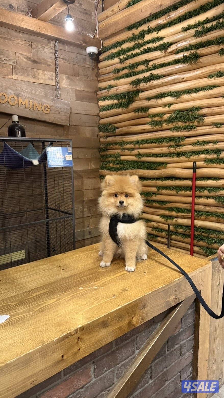 بومرينيان Teddy Bear Pomeranian 😍1