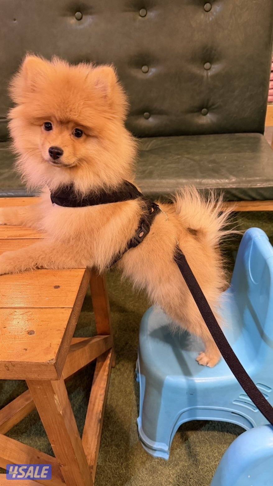 بومرينيان Teddy Bear Pomeranian 😍3