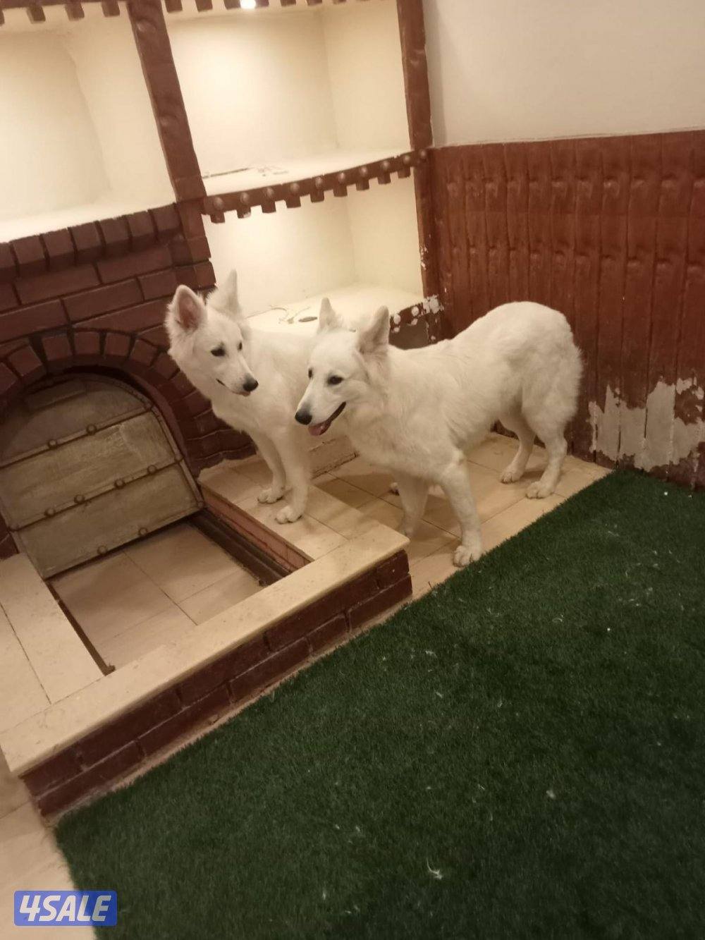 صباح السالم0