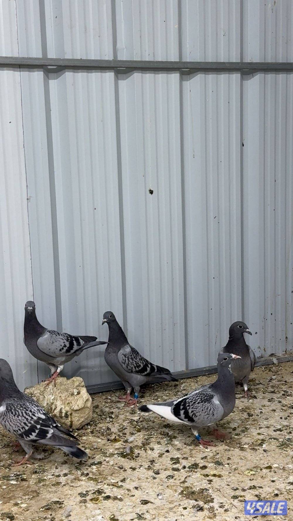 طبات زاجل سباق 20260