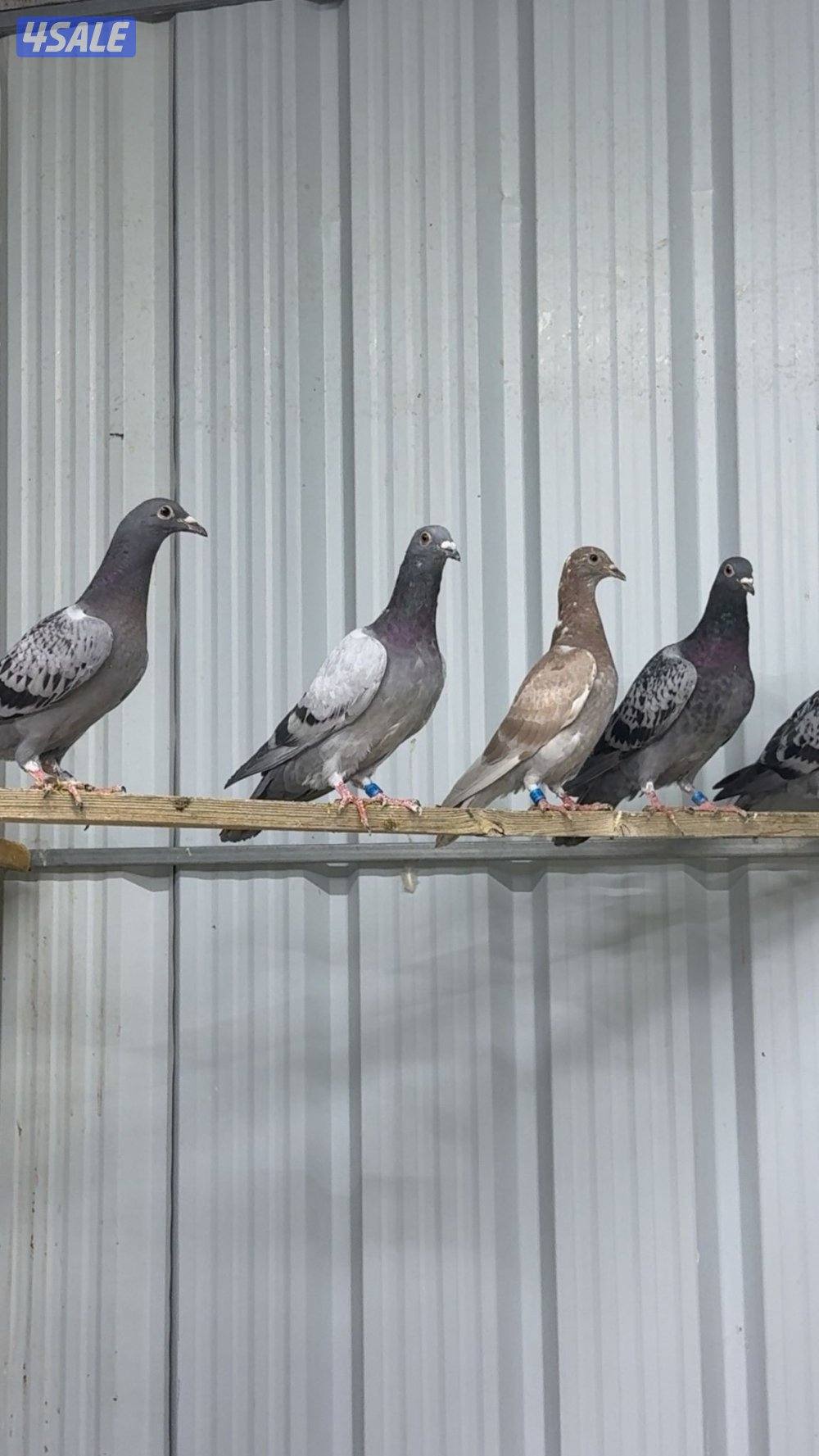 طبات زاجل سباق 20262