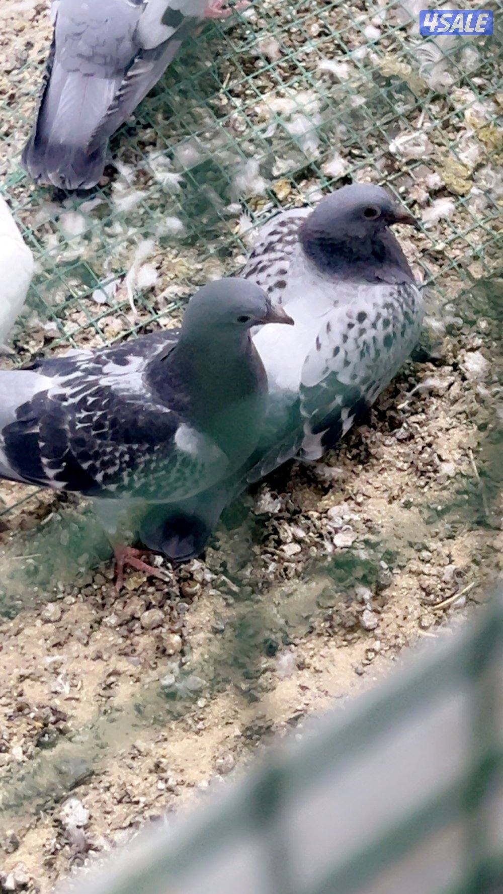 طبات زاجل سباق 20263