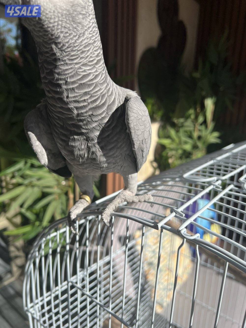 للبيع كاسكو هادي ويطلع على الأيد وبعض الكلمات0