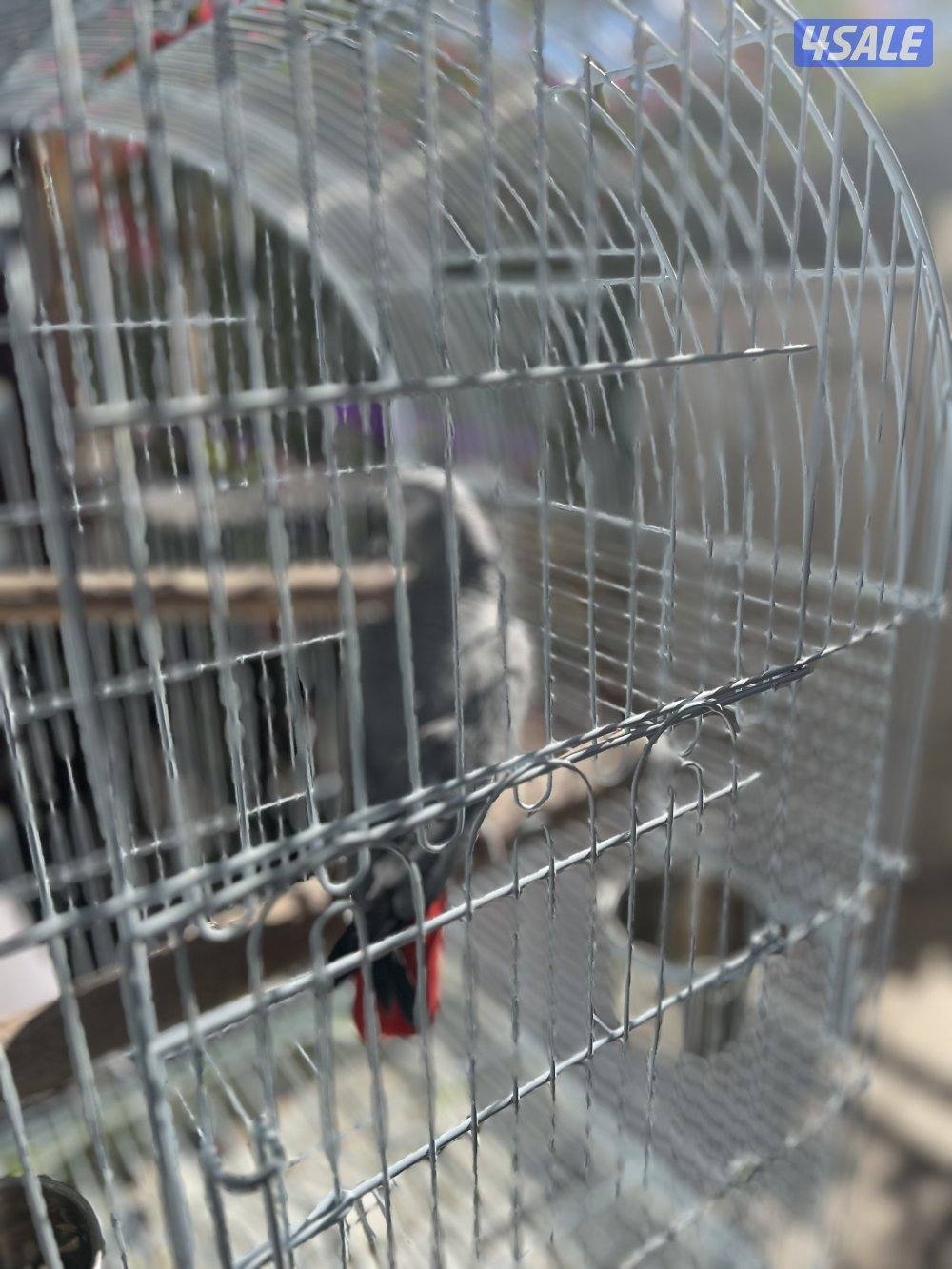 للبيع كاسكو هادي ويطلع على الأيد وبعض الكلمات1