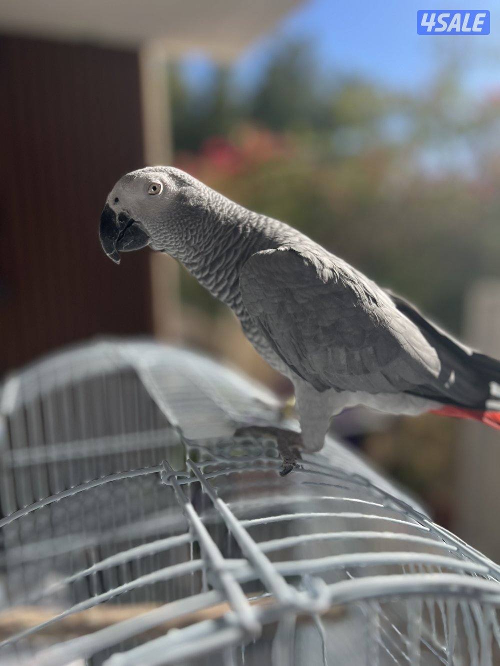 للبيع كاسكو هادي ويطلع على الأيد وبعض الكلمات2