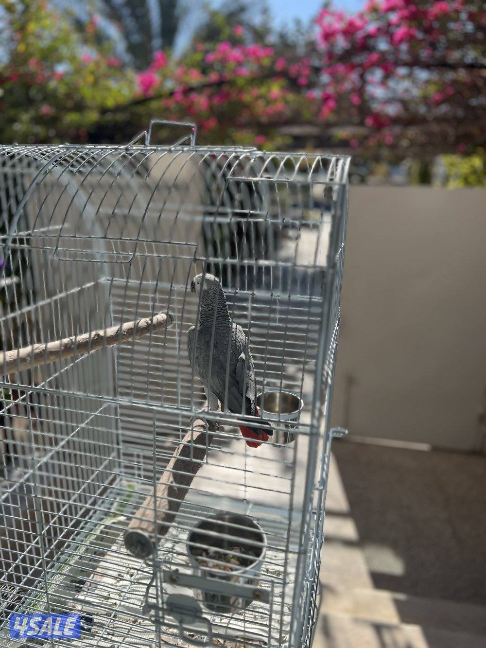 للبيع كاسكو هادي ويطلع على الأيد وبعض الكلمات3