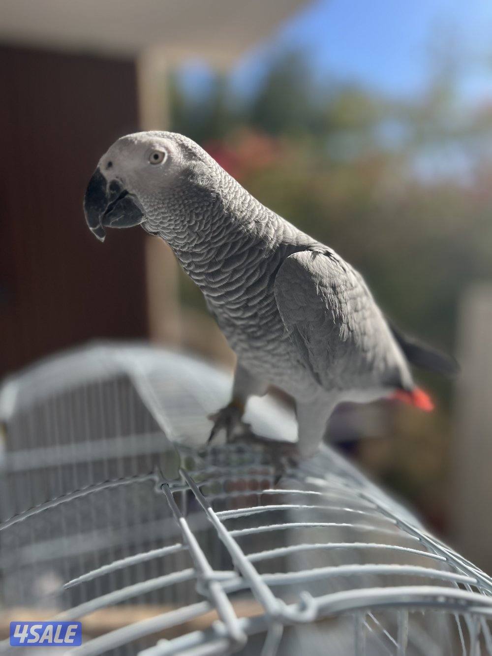 للبيع كاسكو هادي ويطلع على الأيد وبعض الكلمات4