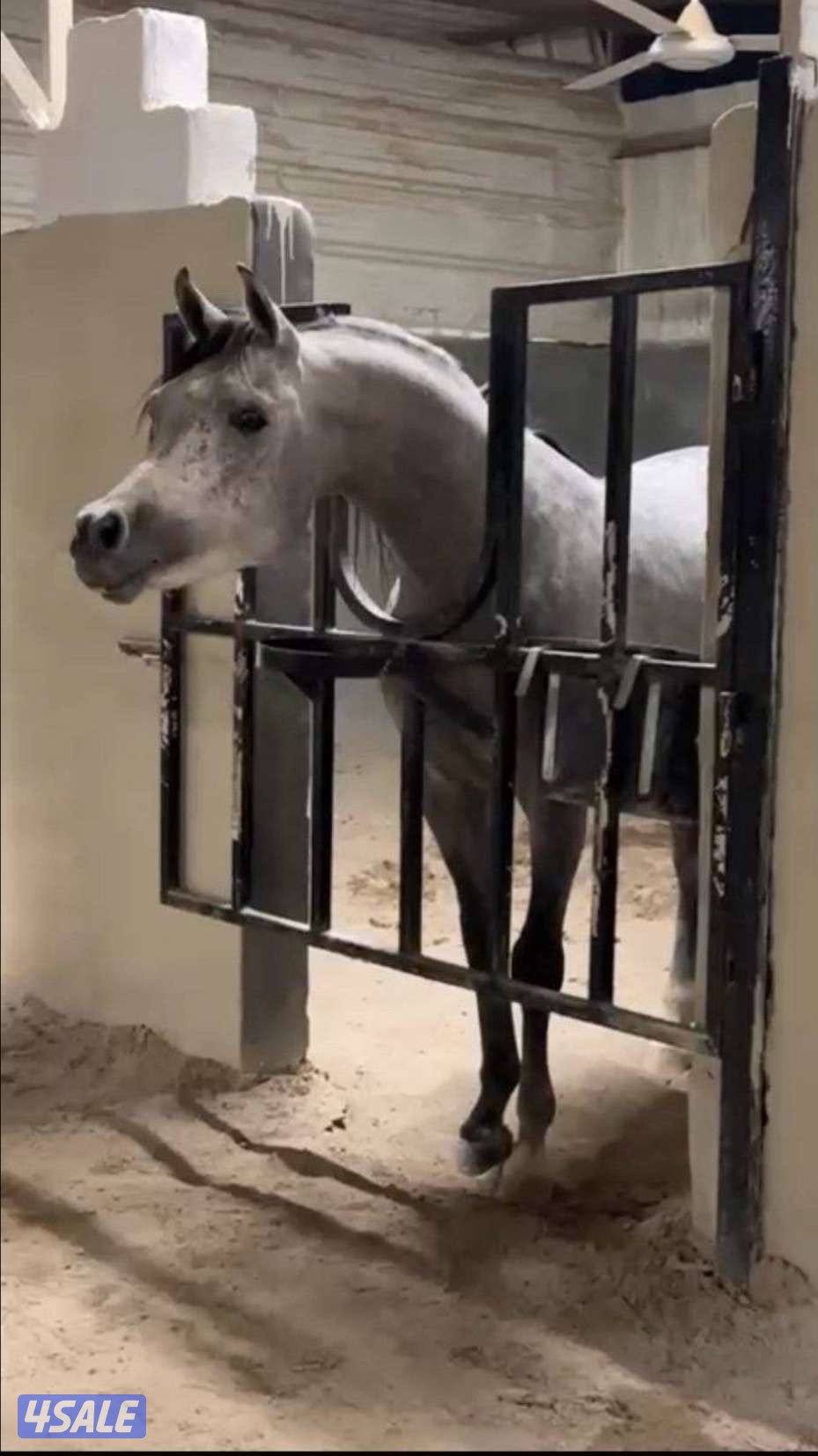 ولد شمال الخالديه0