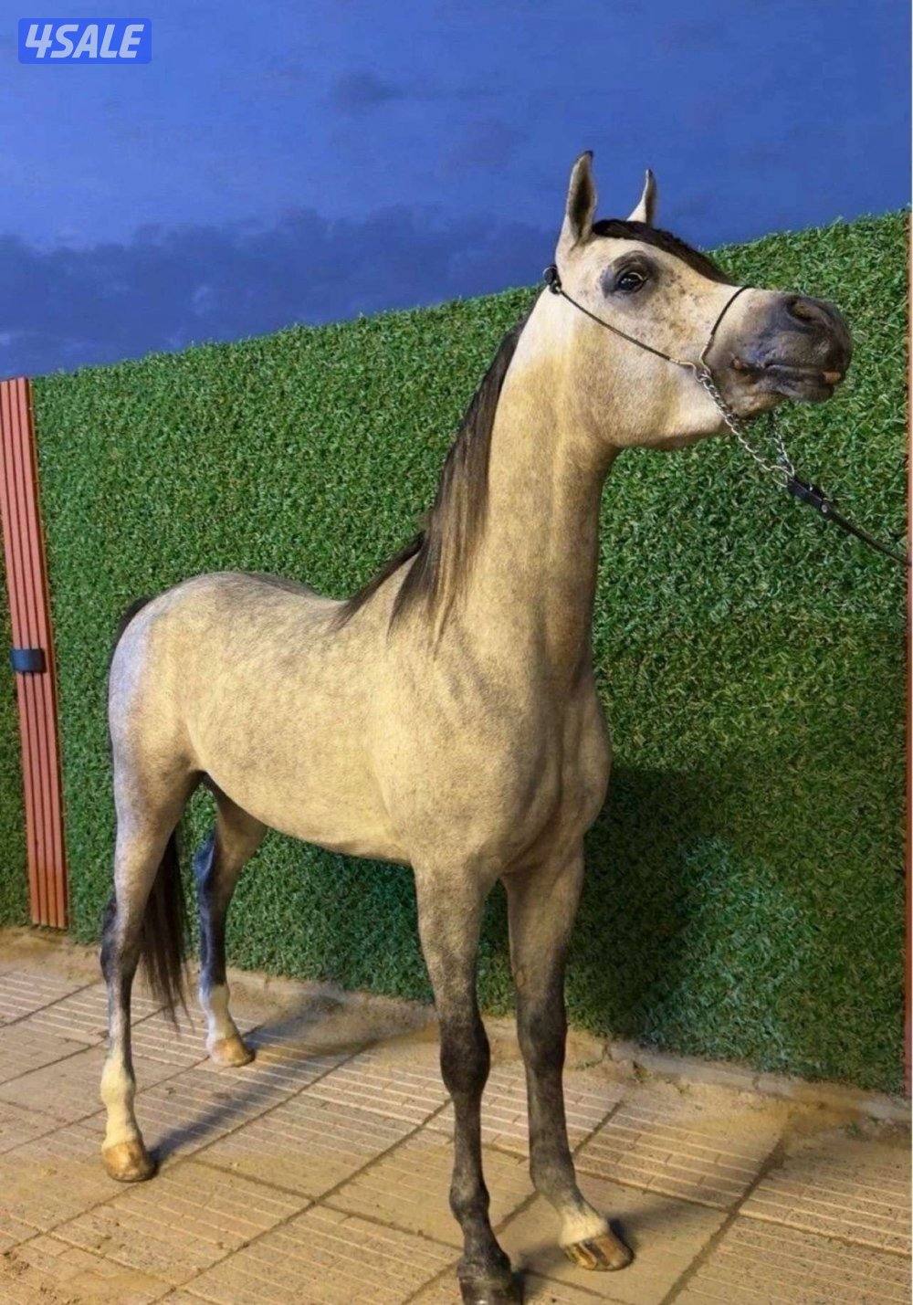 ولد شمال الخالديه1