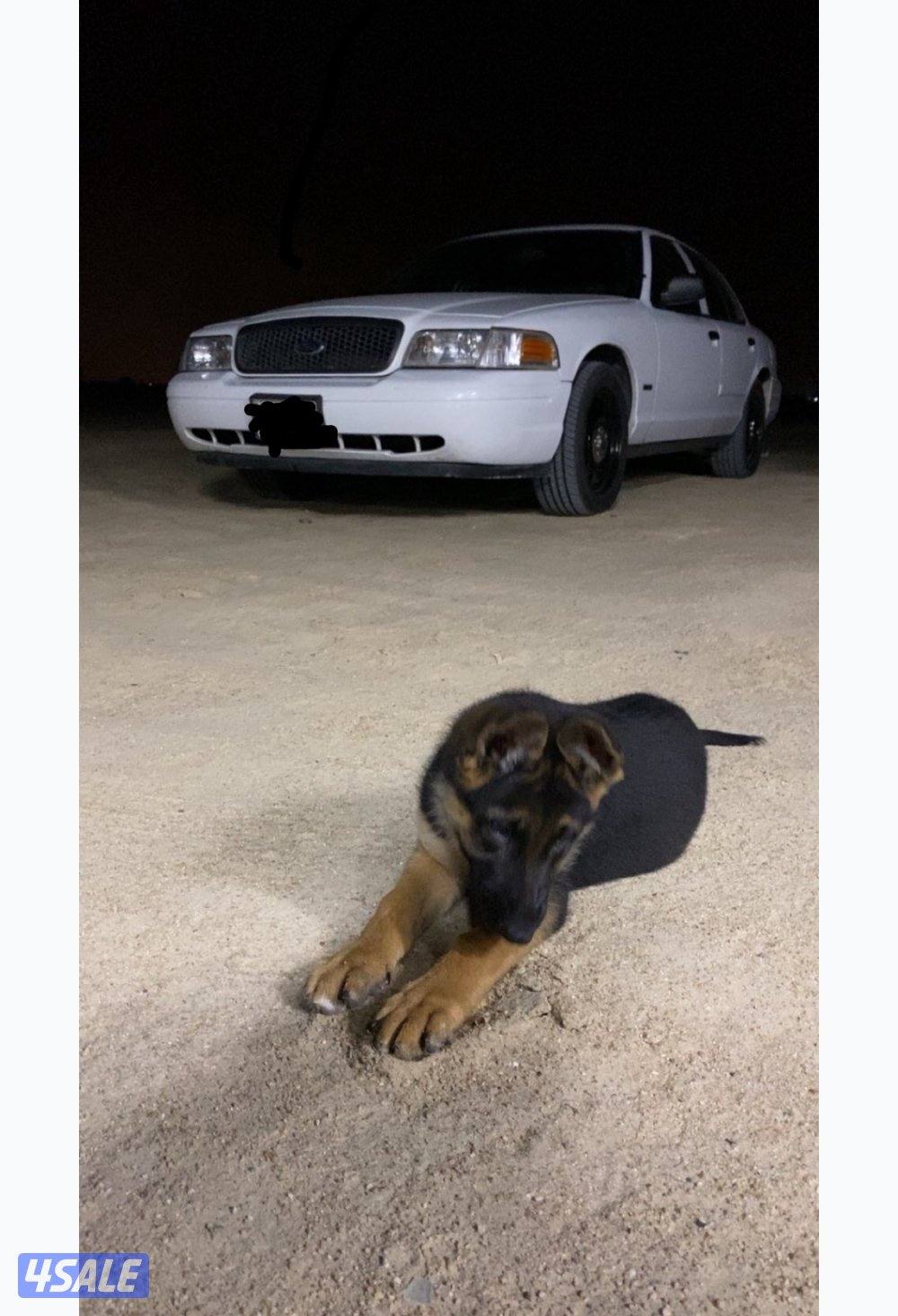 كلاب جيرمن شبر نثيه عمر 4 شهور0