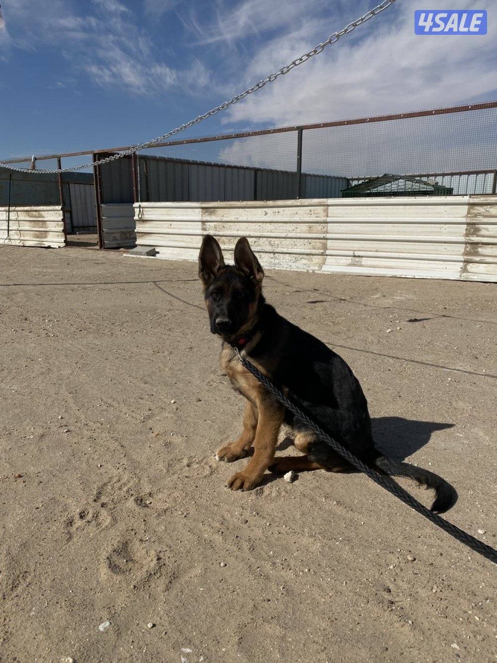 كلاب جيرمن شبر نثيه عمر 4 شهور1