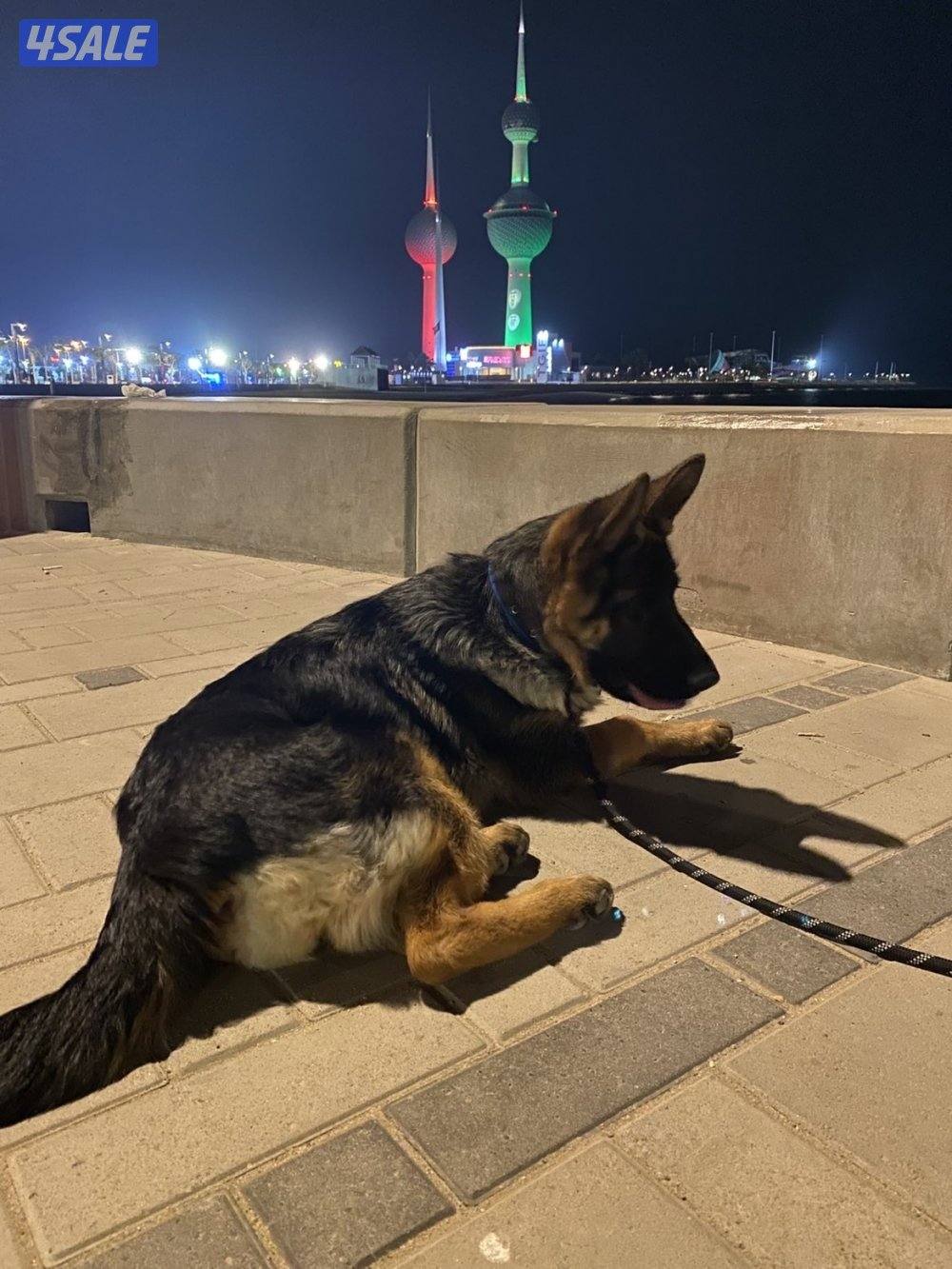 كلاب جيرمن شبر نثيه عمر 4 شهور2