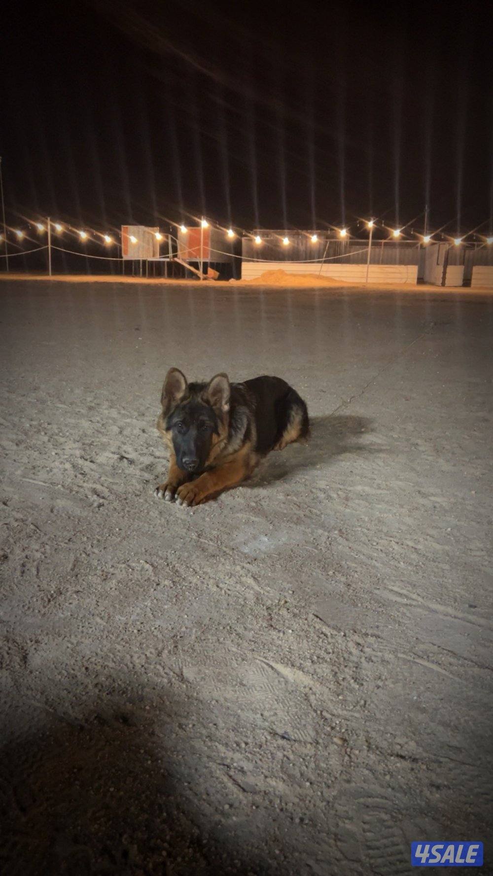 كلاب جيرمن شبر نثيه عمر 4 شهور3