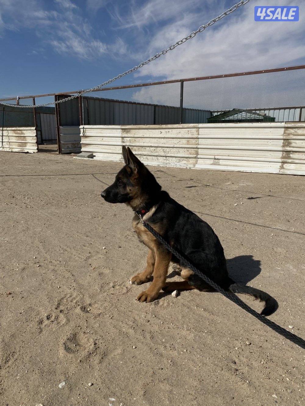 كلاب جيرمن شبر نثيه عمر 4 شهور4