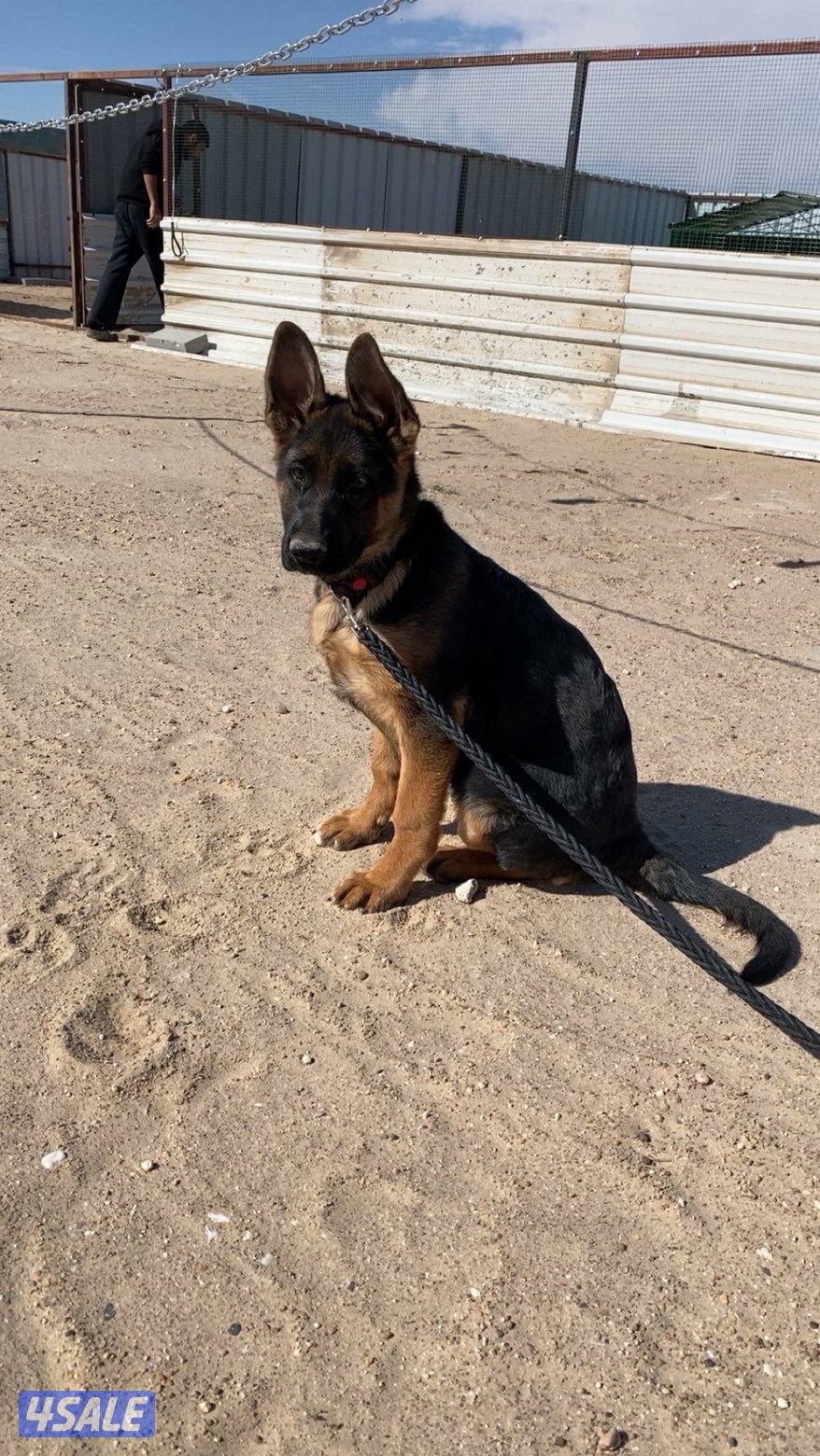 كلاب جيرمن شبر نثيه عمر 4 شهور5