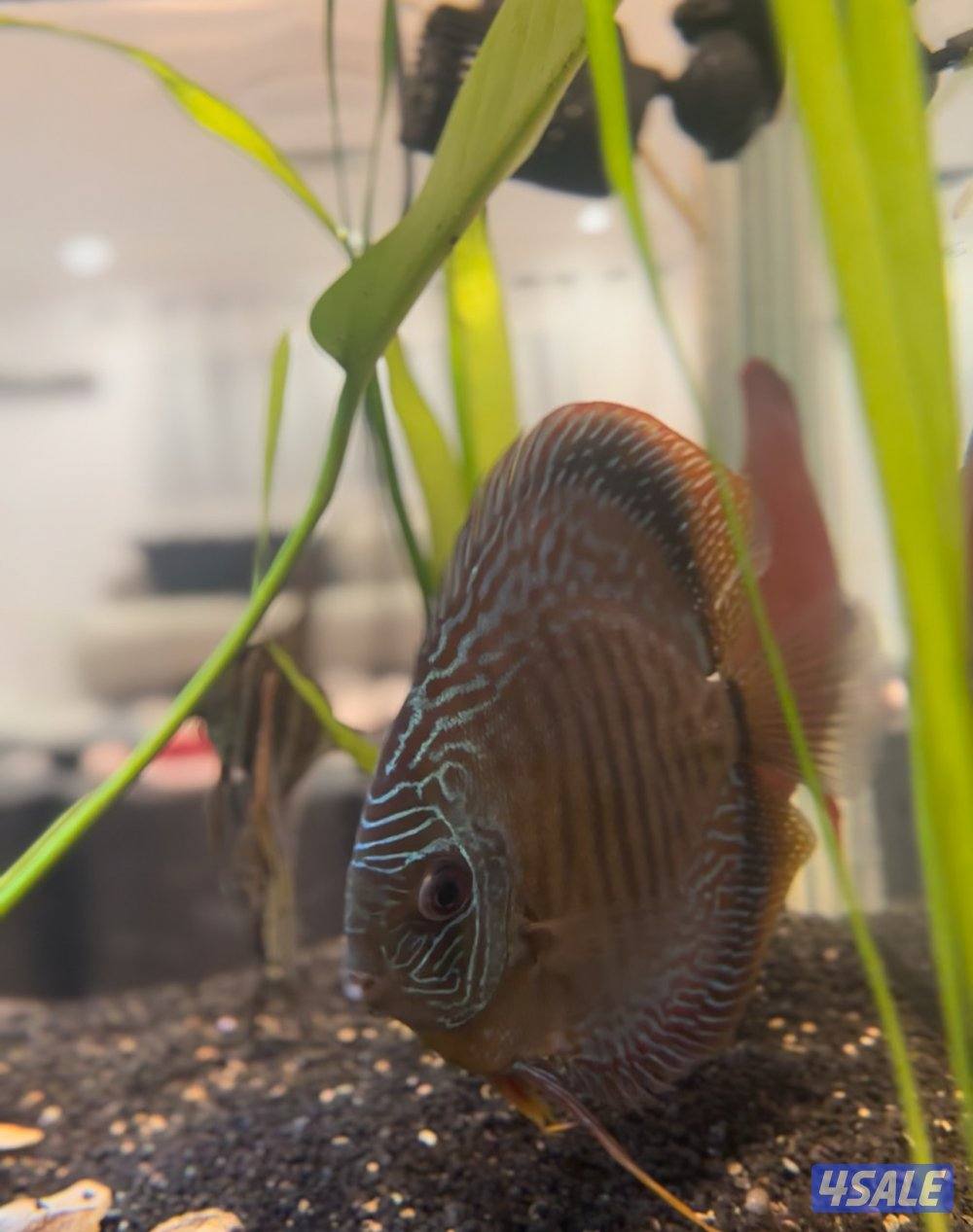 للبيع  او للبدل0