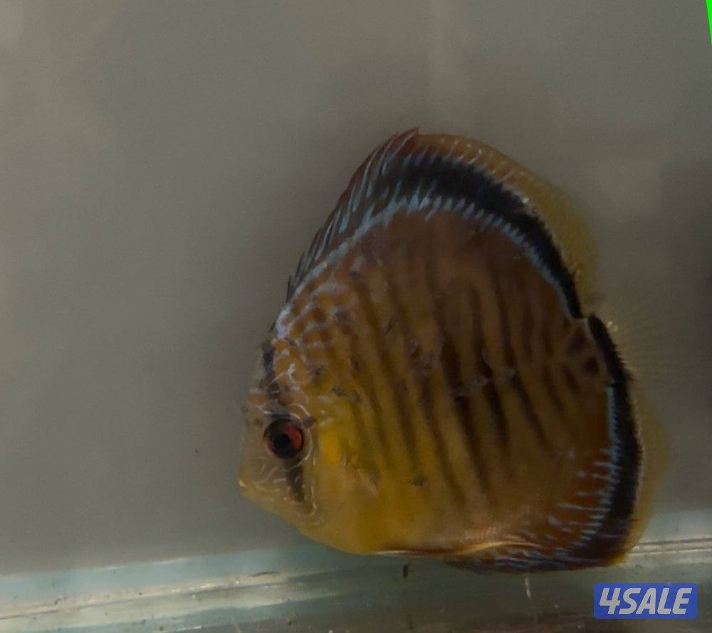 للبيع  او للبدل2