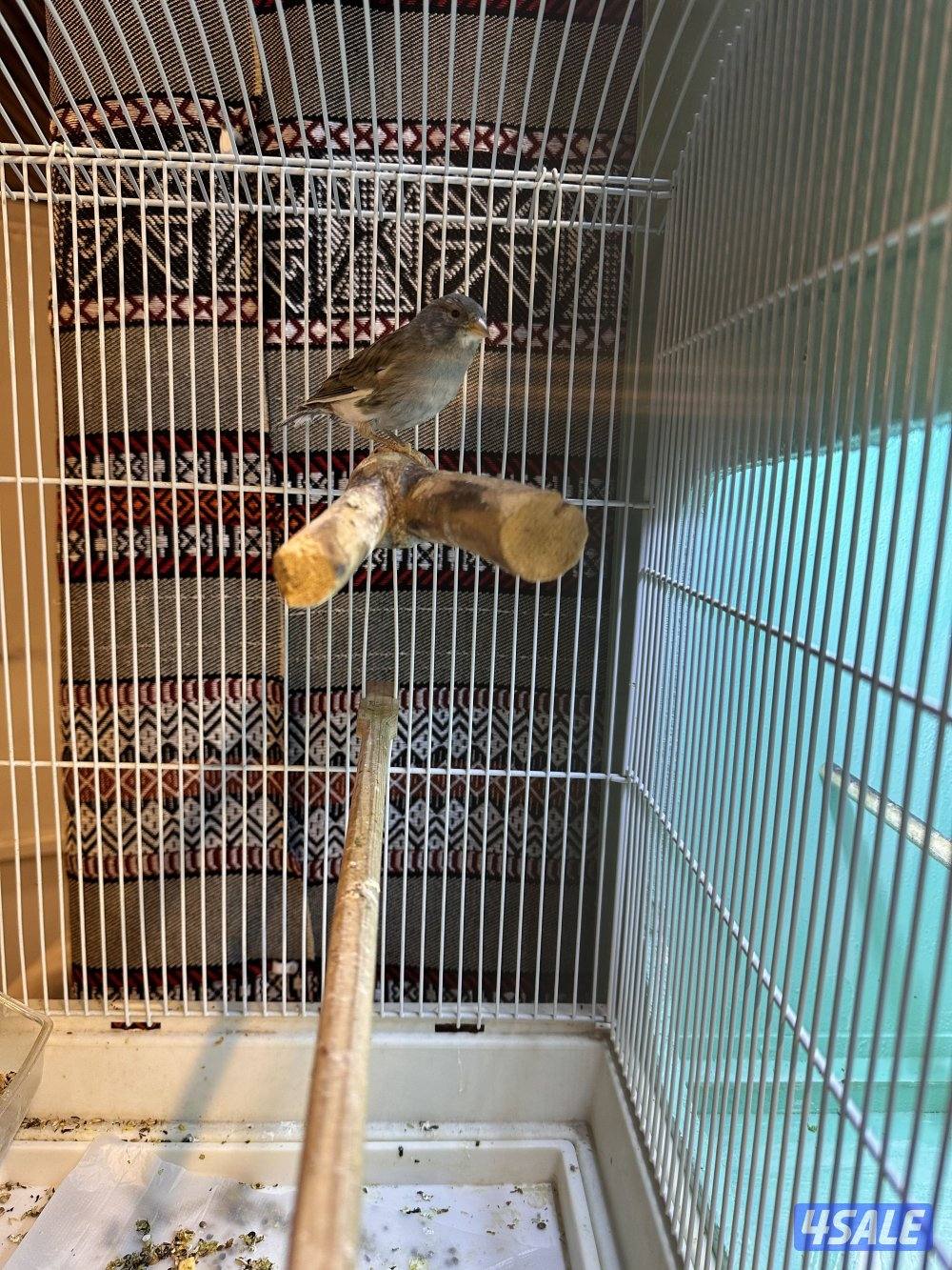 كناري تمبرادو ويه خاناتهم1