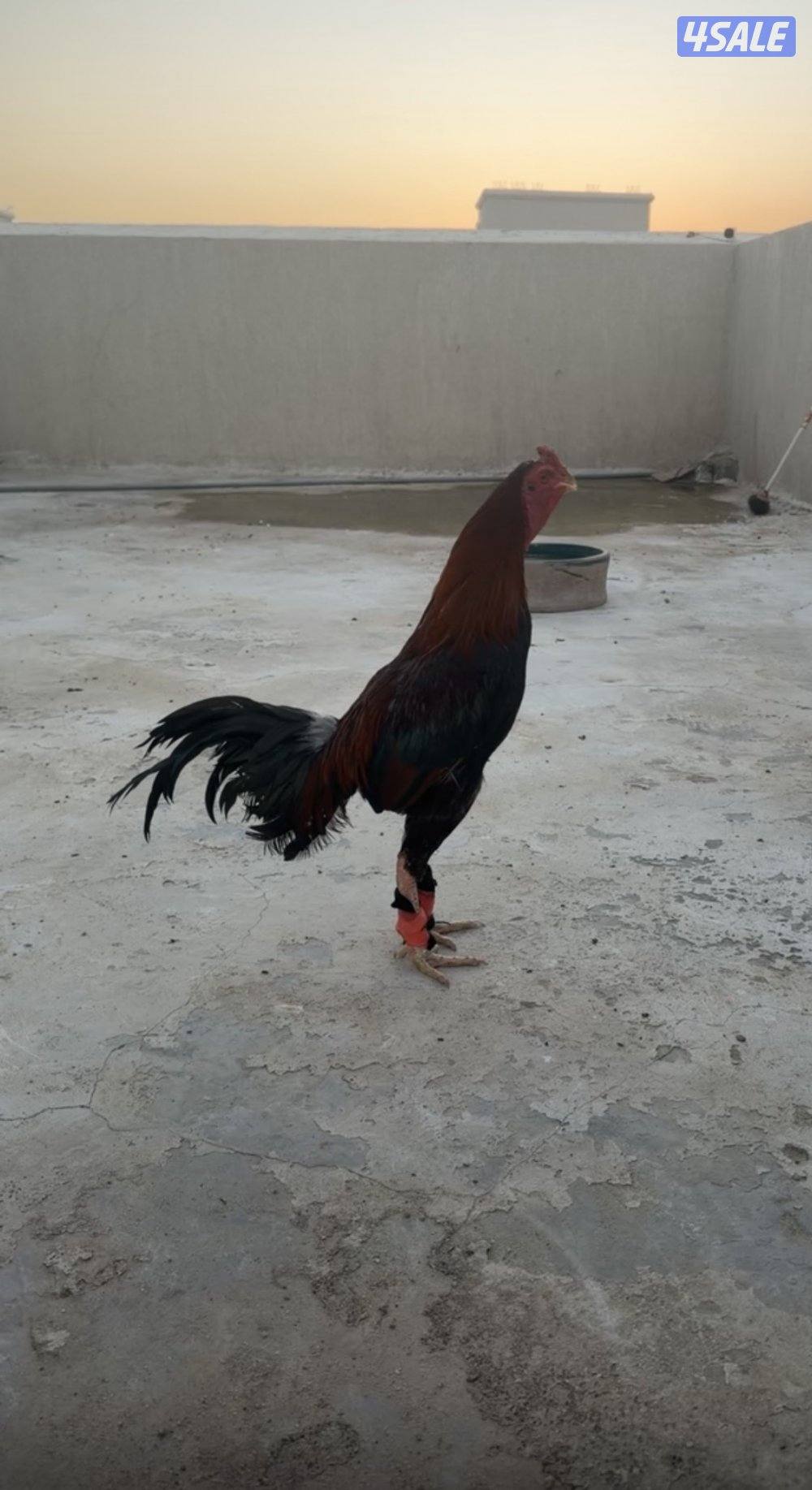 للبيع ديج تايلاندي حار.  فحل مشاءلله. السعر 300