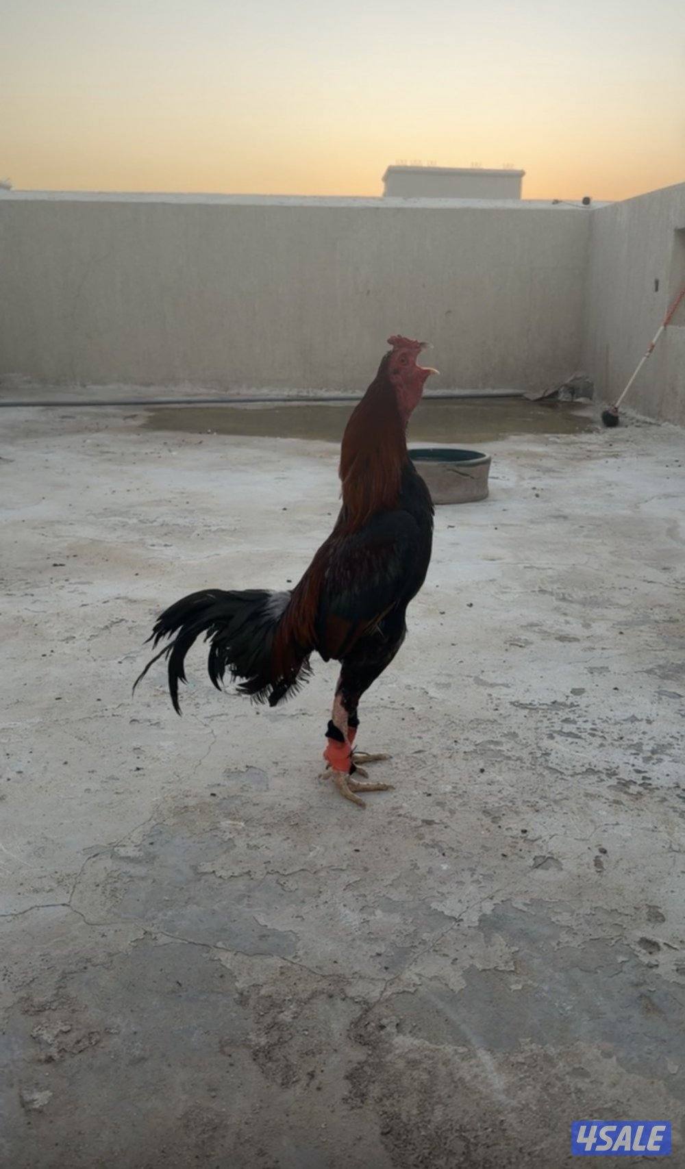 للبيع ديج تايلاندي حار.  فحل مشاءلله. السعر 301