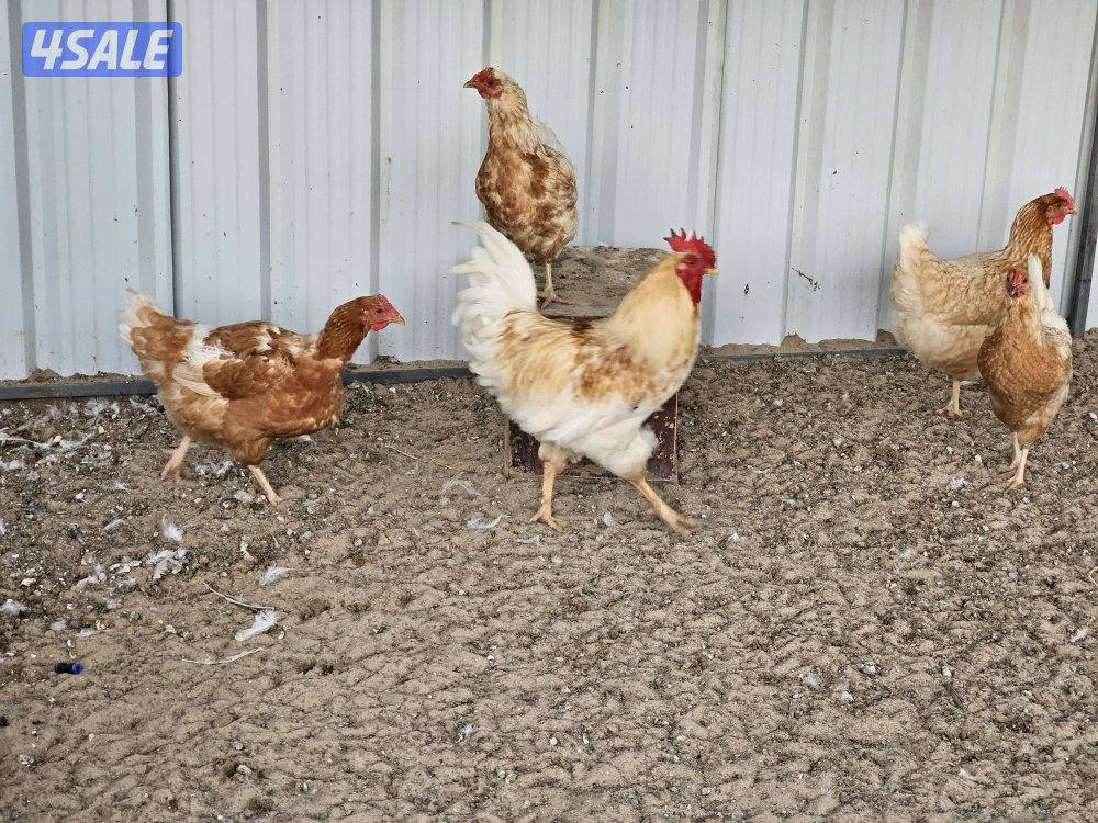 5 مجموعات لوهمان الالماني غزارة بيض0