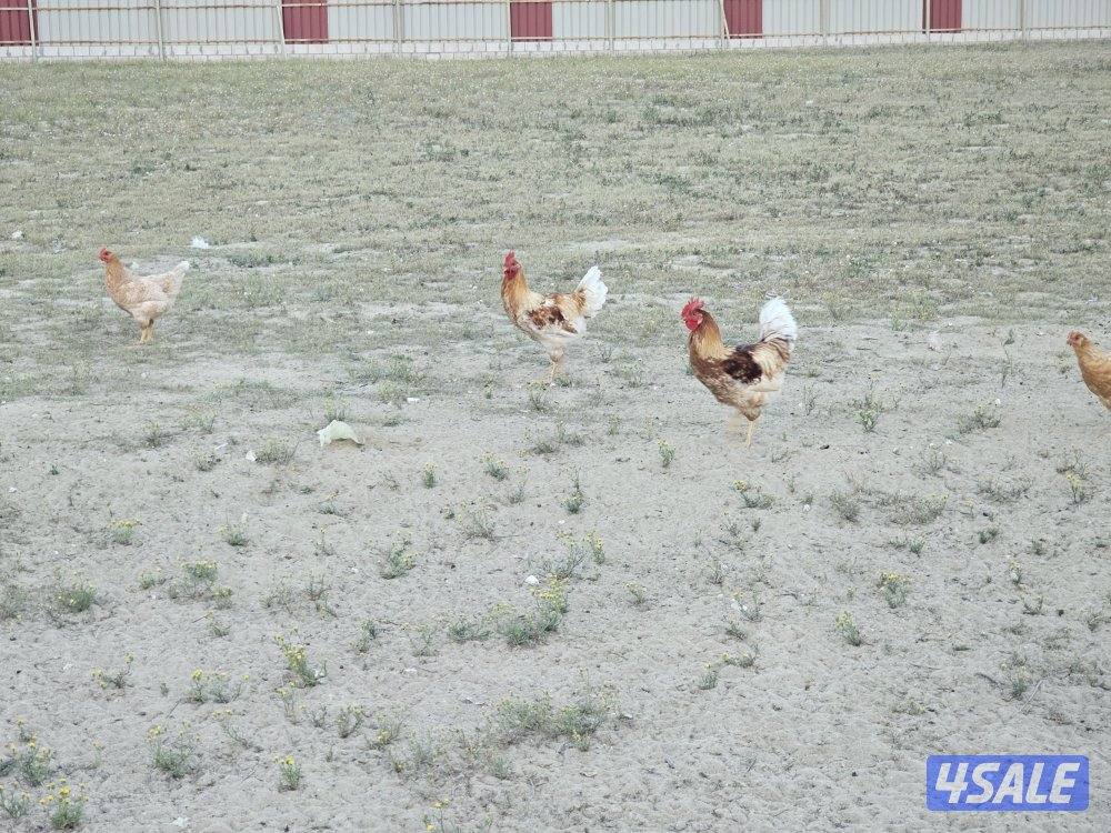 5 مجموعات لوهمان الالماني غزارة بيض1