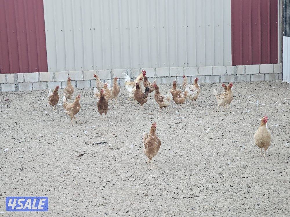 5 مجموعات لوهمان الالماني غزارة بيض2