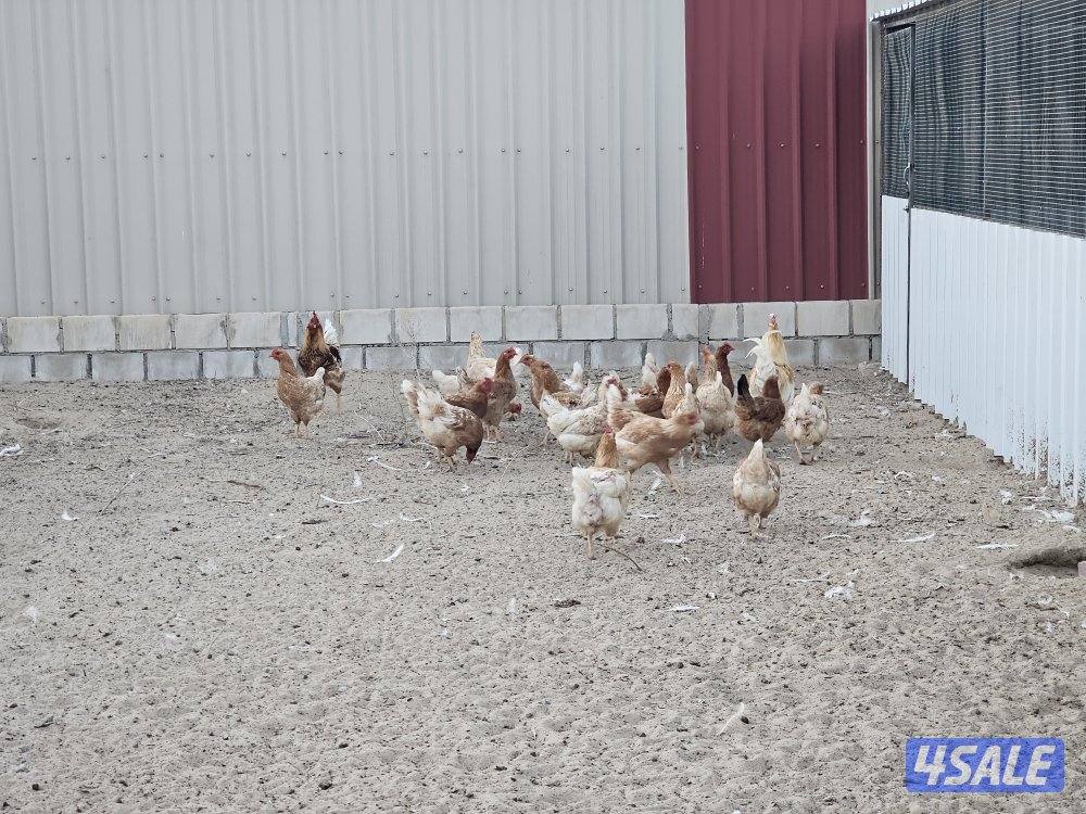 5 مجموعات لوهمان الالماني غزارة بيض3