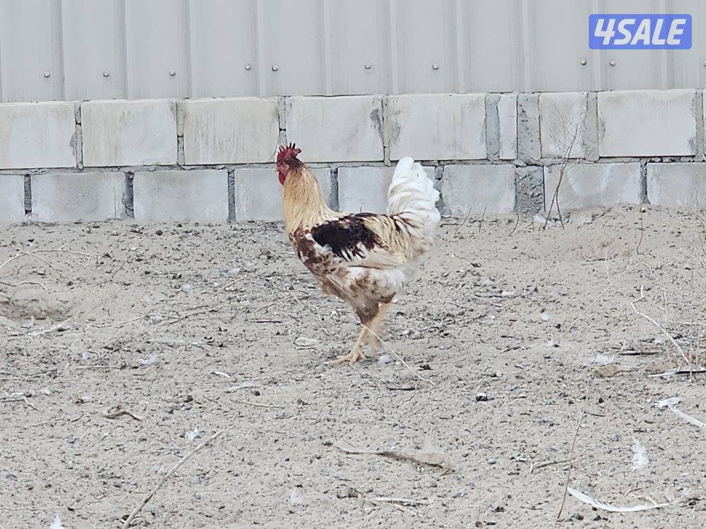 5 مجموعات لوهمان الالماني غزارة بيض5