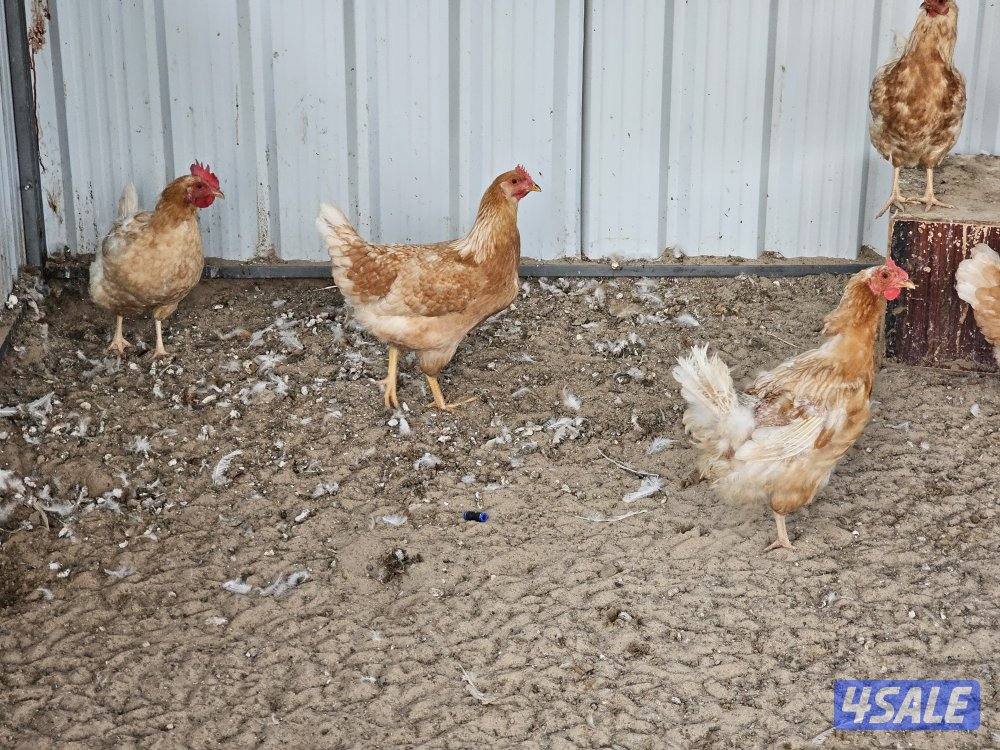 5 مجموعات لوهمان الالماني غزارة بيض4