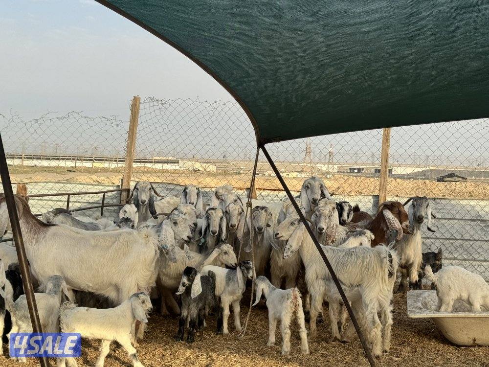 معزا طيبه. العدد ٢٥0