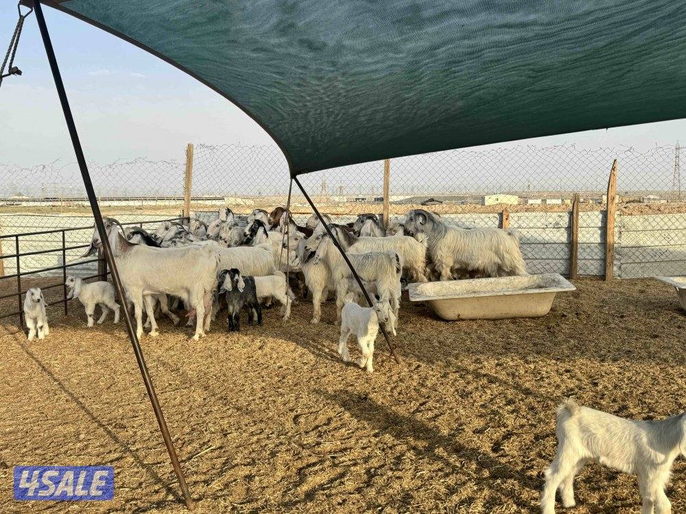 معزا طيبه. العدد ٢٥1