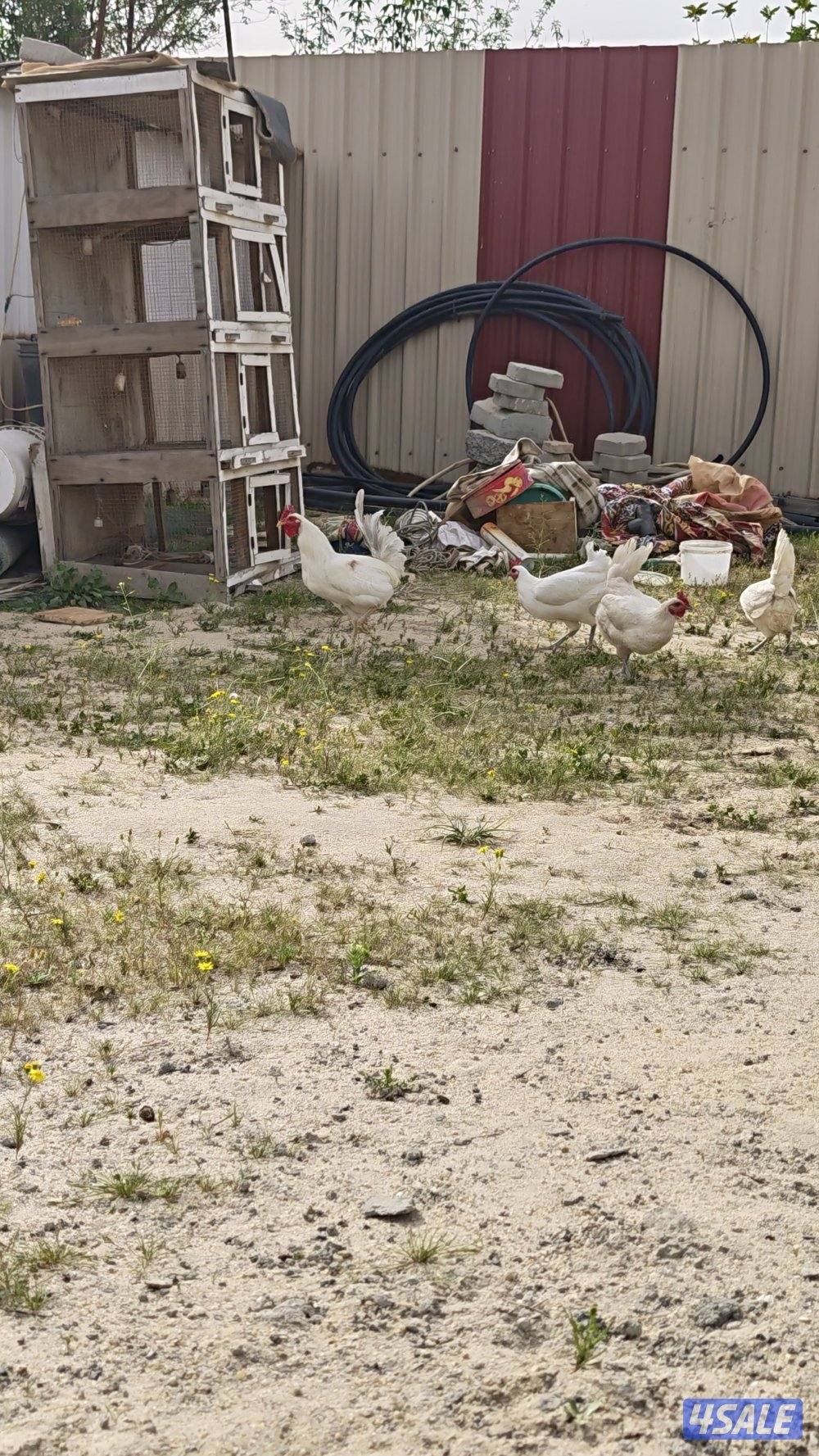 دجاج عربي بيض0