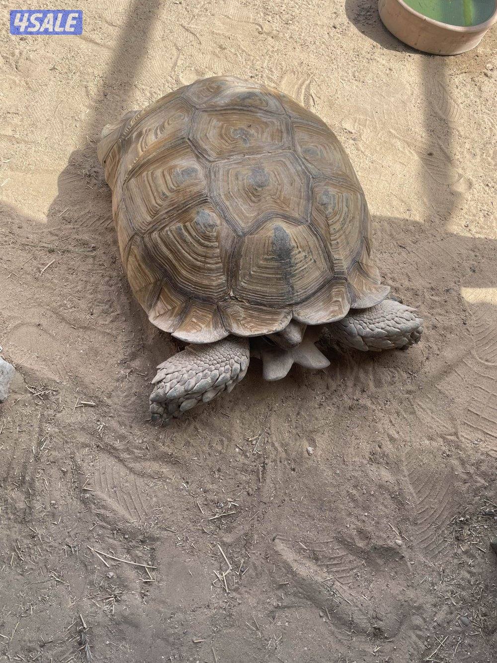 للبيع ذكر سلحفاة سلوكاتا حجم كبير0