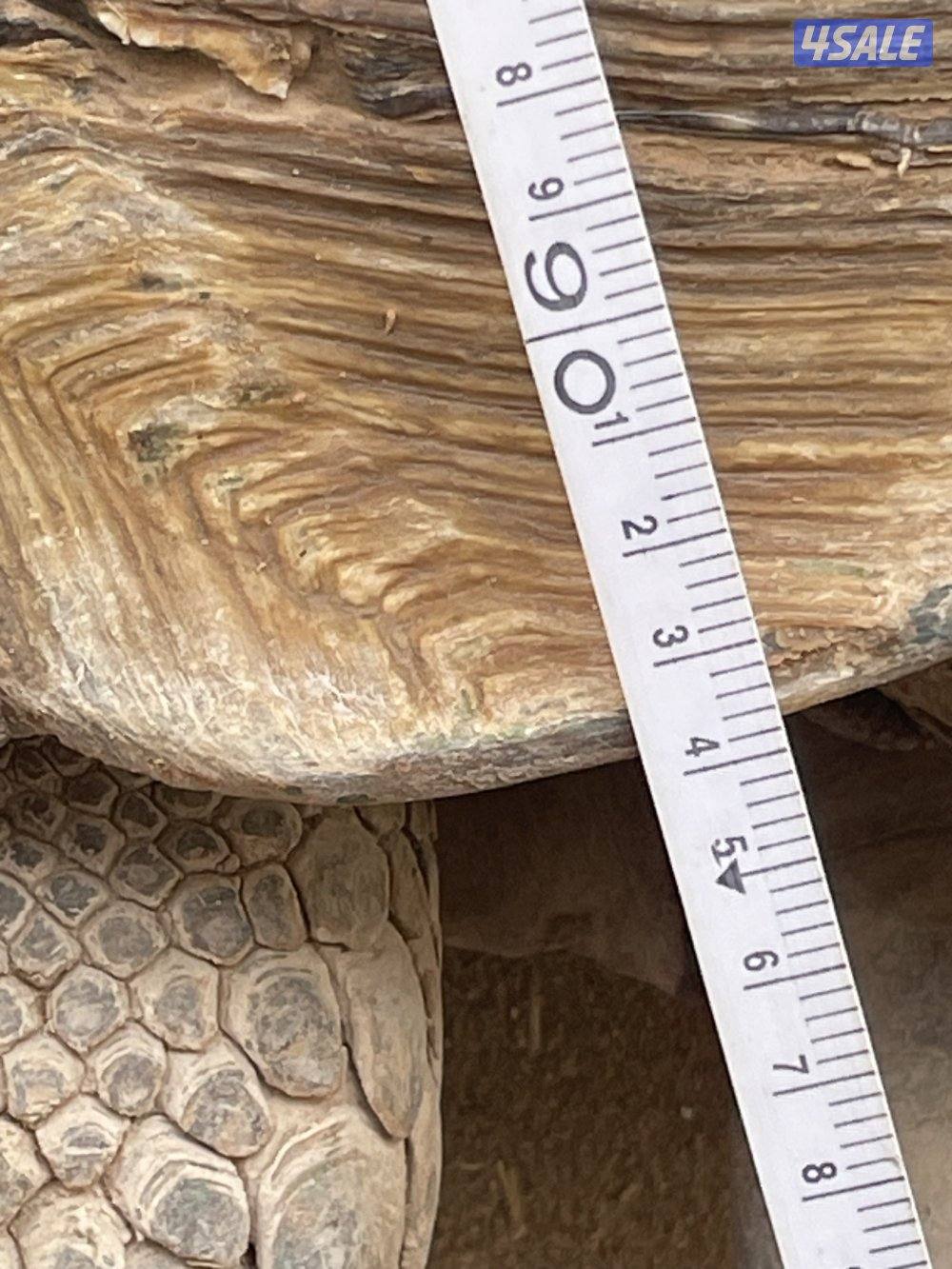 للبيع ذكر سلحفاة سلوكاتا حجم كبير1