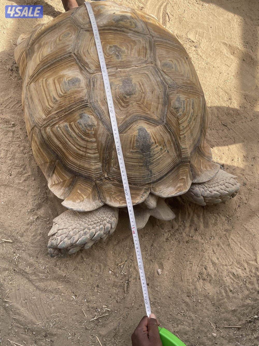 للبيع ذكر سلحفاة سلوكاتا حجم كبير2