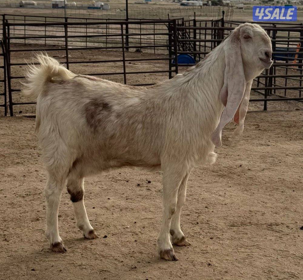 شبك الاذاعه0